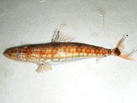 射狗母魚(射狗母) 射狗母魚(射狗母)