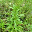 興安毛連菜 興安毛連菜