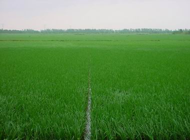 漳湖鎮優質水稻基地