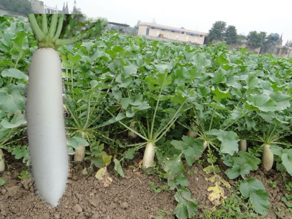 蜀蘿10號 蜀蘿10號