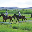 珠海馬場 珠海馬場