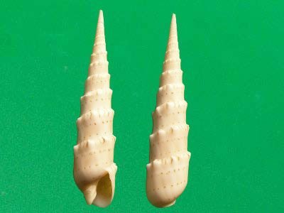 花牙筍螺