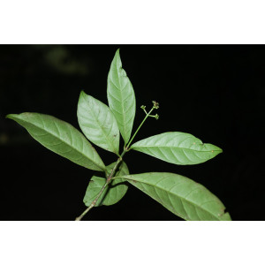 Psychotria perferruginea