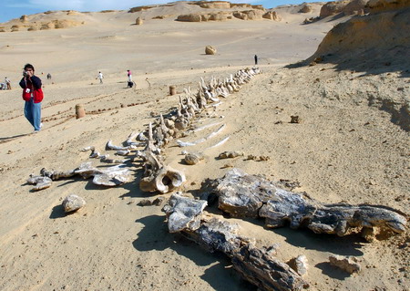 遊客在參觀古鯨類化石