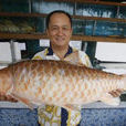 馬來西亞忘不了魚