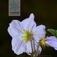蒜芥茄 蒜芥茄