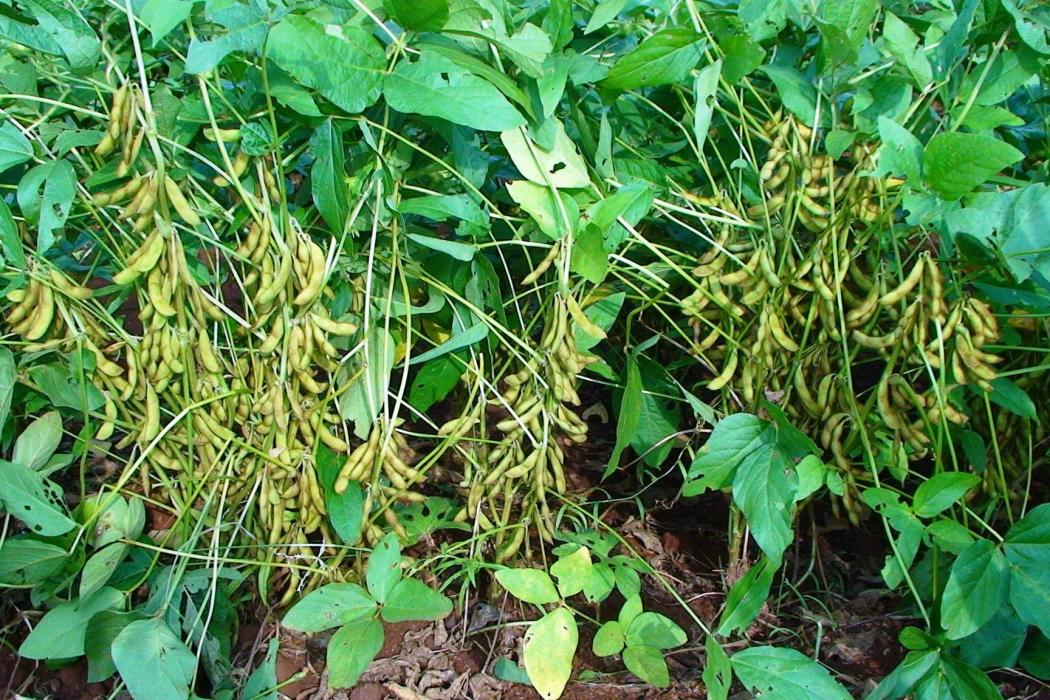 新大豆3號 新大豆3號
