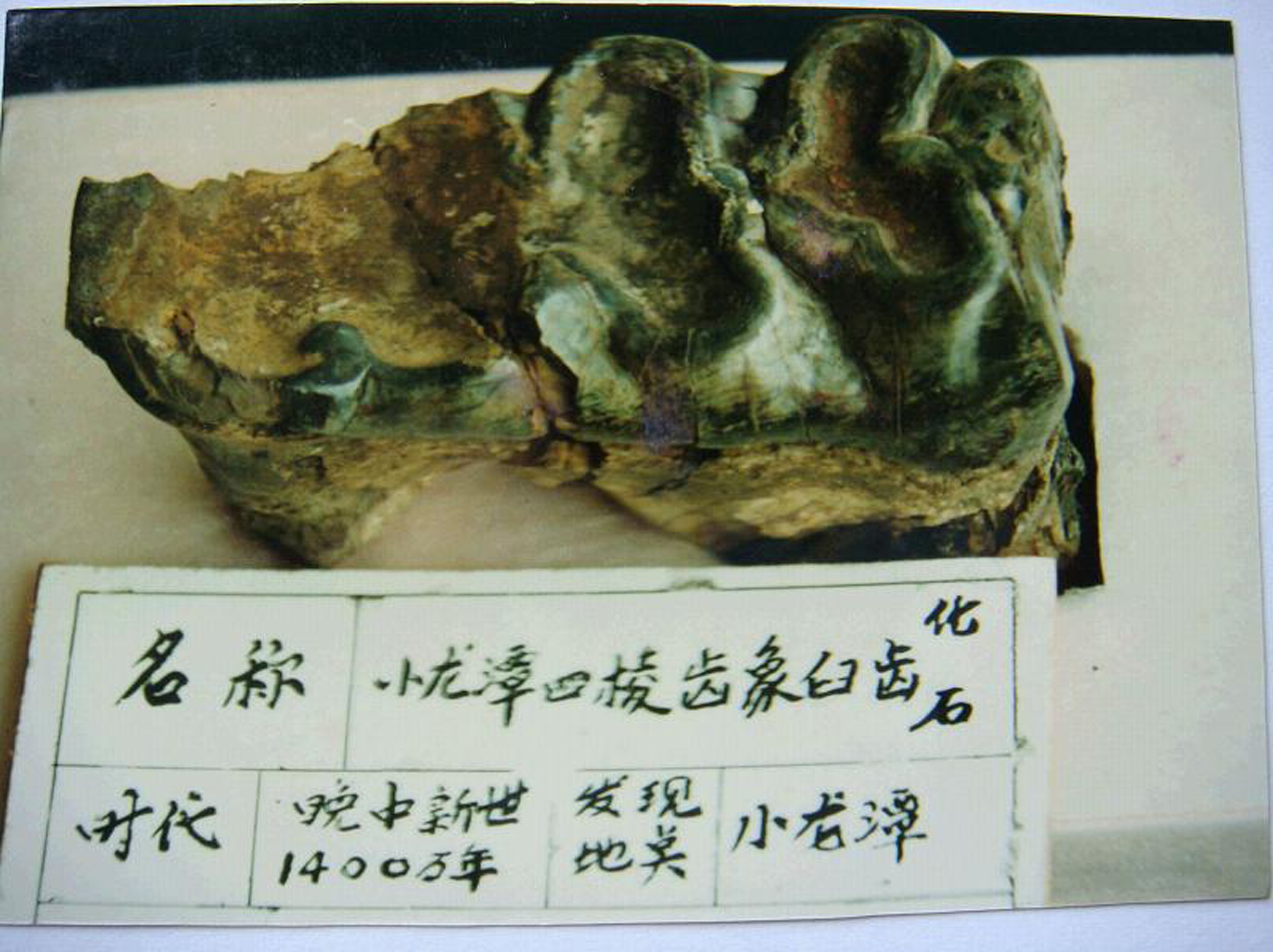 臼齒化石