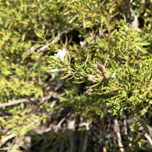 Poliomintha glabrescens