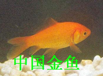 日本金魚