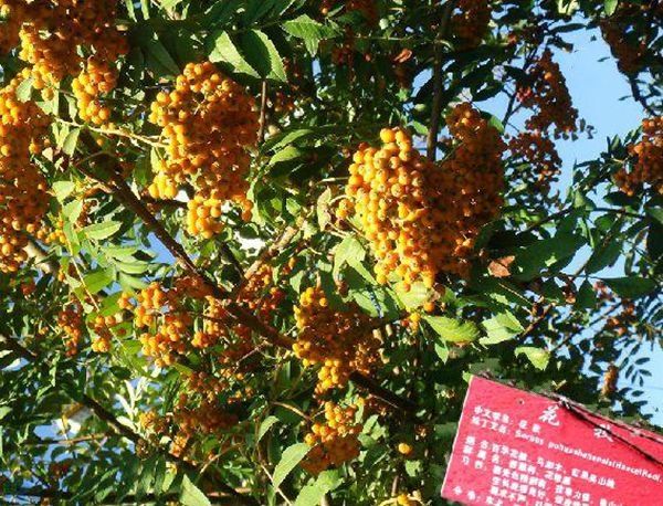 百華花楸家系CF18 百華花楸家系CF18