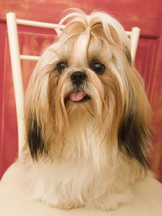 公主犬 公主犬
