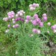 霧靈風毛菊 霧靈風毛菊