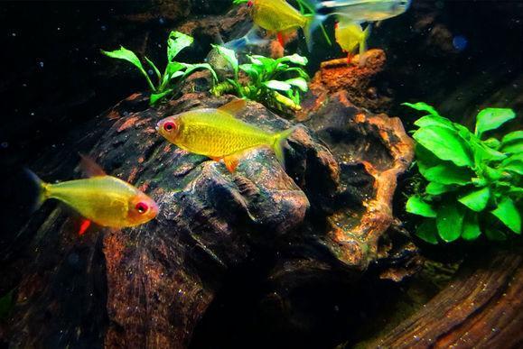 柯氏星燈魚 柯氏星燈魚