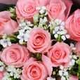 粉玫瑰(薔薇科植物) 粉玫瑰(薔薇科植物)