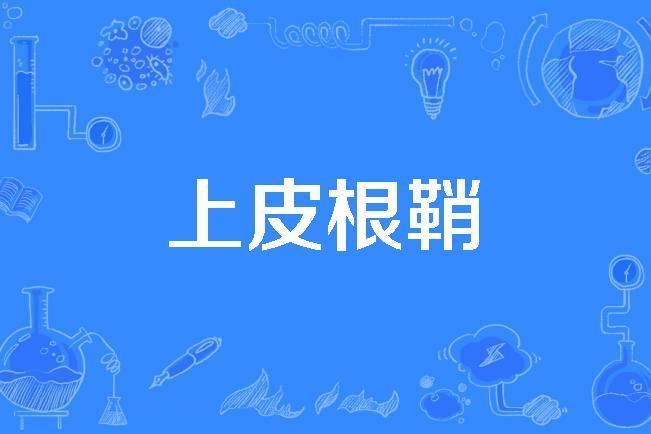 上皮根鞘 上皮根鞘