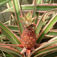 艷鳳梨 艷鳳梨