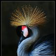 皇冠鳥 皇冠鳥