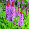 高穗花報春 高穗花報春