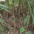 單枝玉山竹 單枝玉山竹