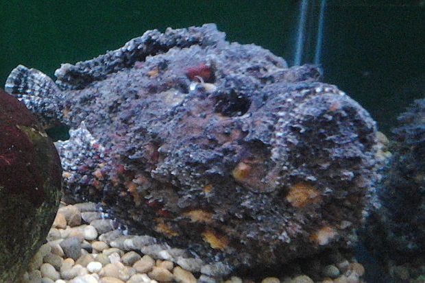 絨杜父魚 絨杜父魚