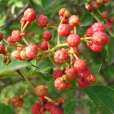 康縣花椒 康縣花椒