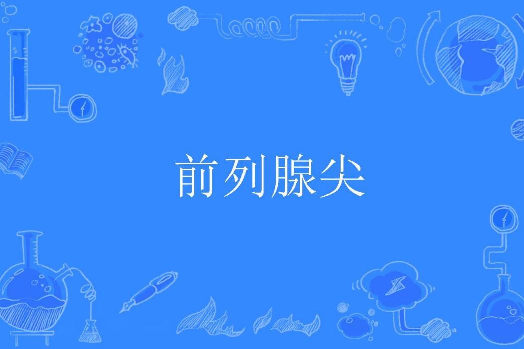前列腺尖 前列腺尖