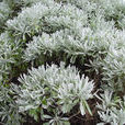 香菊(香菊) 香菊(香菊)