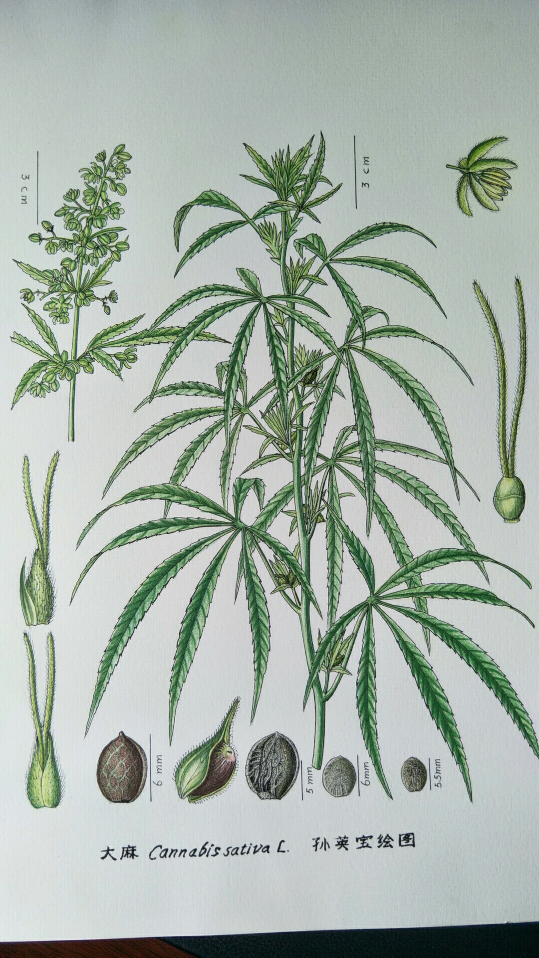 大麻(印度草)
