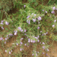香青蘭(植物)