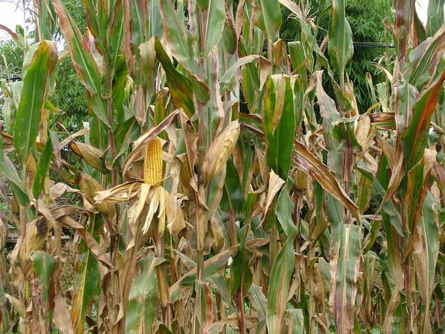 尖溝村：玉米種植業