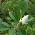 金纓絨花