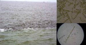 海州灣發生的大規模赤潮