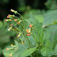 野茼蒿