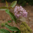 吹火筒(為薔薇科植物狹葉繡線菊的全株) 吹火筒(為薔薇科植物狹葉繡線菊的全株)