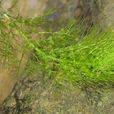 盾鱗狸藻