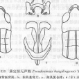 康定擬無聲蝗 康定擬無聲蝗