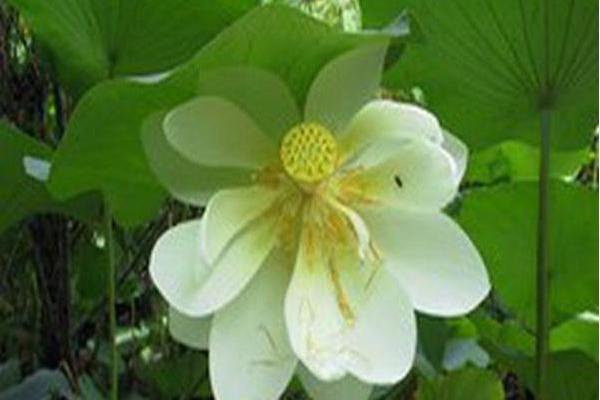 Nelumbo lutea Nelumbo lutea