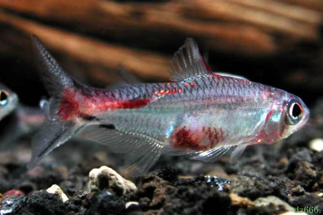 血鰭燈魚 血鰭燈魚