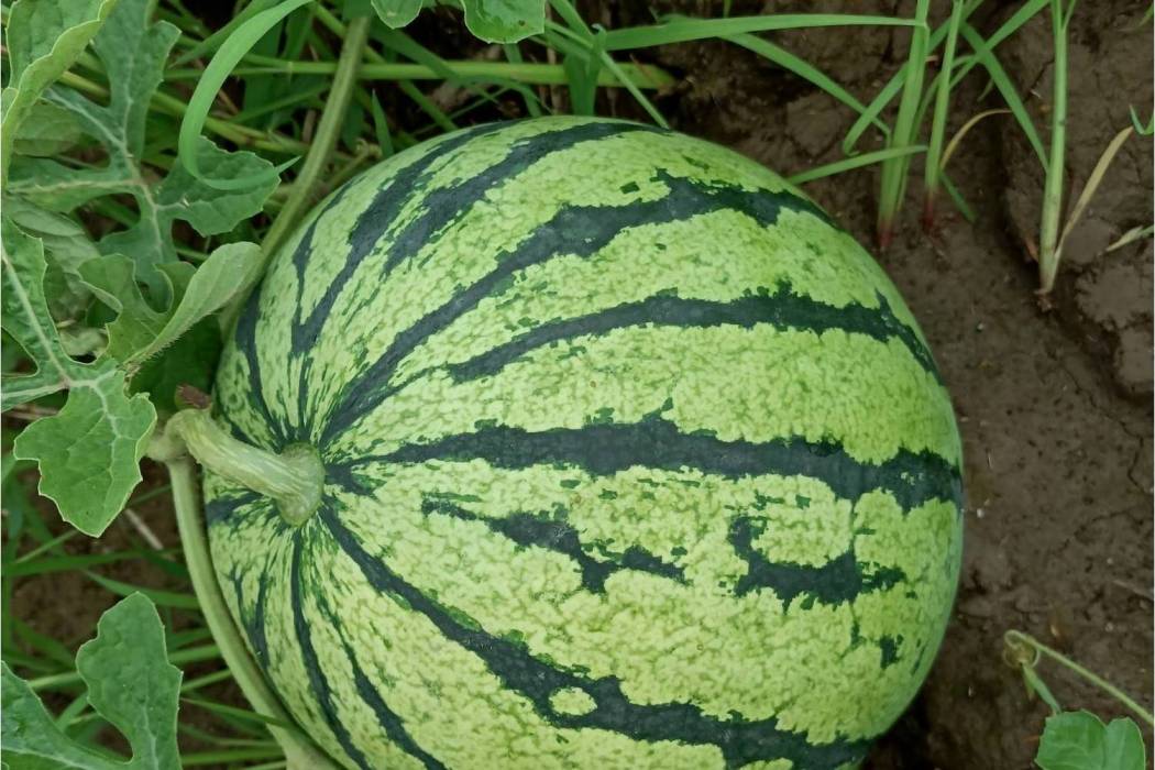 湘西瓜68號 湘西瓜68號