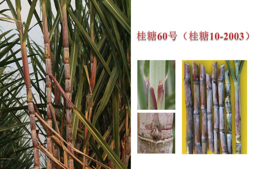 桂糖60號 桂糖60號