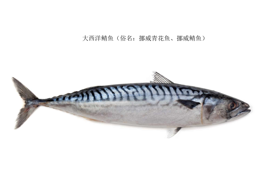 鯖魚屬 鯖魚屬