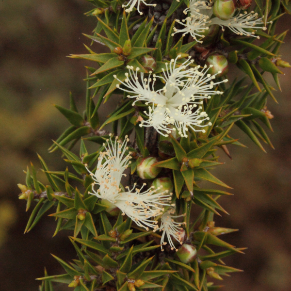 Melaleuca ulicoides