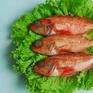 野生紅花奇魚
