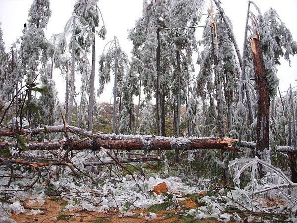 桃林國有林場2008年遭受雪災時的照片