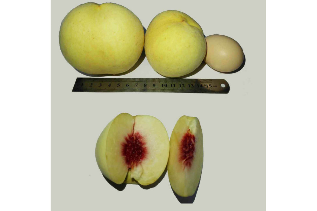 冬黃桃 冬黃桃