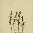 玉山艾 玉山艾