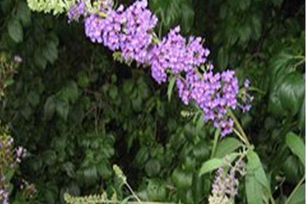 Buddleja davidii Buddleja davidii