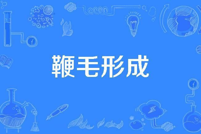 鞭毛形成 鞭毛形成