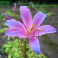 換錦花(石蒜科植物) 換錦花(石蒜科植物)